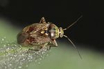 miridae-lygus-rugulipennis-male4-foto-rindlisbacher