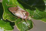 miridae-lygus-rugulipennis7-foto-rindlisbacher
