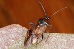 miridae-lygus-wagneri-cf-foto-altmann
