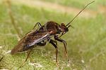 miridae-lygus-wagneri-cf3-foto-altmann