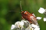 miridae-lygus-wagneri-foto-lehkola