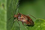 miridae-lygus-wagneri-foto-rindlisbacher
