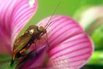 miridae-lygus-wagneri2-foto-koehler