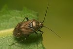 miridae-lygus-wagneri3-foto-koehler