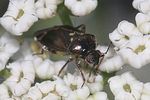 miridae-lygus-wagneri4-foto-rindlisbacher
