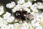 miridae-lygus-wagneri5-foto-rindlisbacher