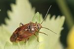 miridae-lygus-wagneri7-foto-rindlisbacher