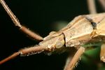 miridae-notostira-elongata-detail-foto-weisenboehler