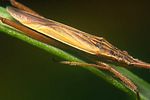 miridae-notostira-elongata2-foto-koehler