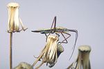 miridae-notostira-elongata3-foto-koehler