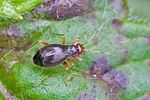 miridae-orthonotus-rufifrons2-foto-rindlisbacher