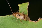 miridae-pinalitus-cervinus-foto-altmann