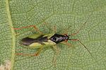 miridae-teratocoris-antennatus-female-foto-altmann