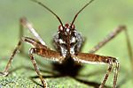 nabidae-himacerus-apterus-foto-hamers
