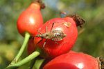 nabidae-himacerus-apterus-foto-heider