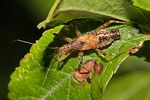 nabidae-himacerus-apterus-foto-renke