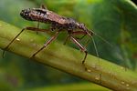 nabidae-himacerus-apterus-foto-weisenboehler