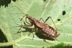 nabidae-himacerus-apterus-foto-wmueller