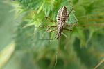 nabidae-himacerus-apterus-juv-foto-auer