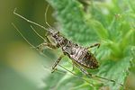 nabidae-himacerus-apterus-juv2-foto-auer