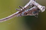 nabidae-himacerus-apterus2-foto-hamm