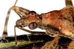 nabidae-himacerus-mirmicoides-detail-foto-dvorak