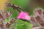 nabidae-himacerus-mirmicoides-foto-kammel