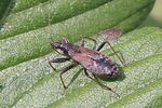 nabidae-himacerus-mirmicoides-foto-rindlisbacher