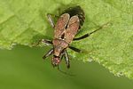 nabidae-himacerus-mirmicoides-foto-vanderkrieke