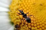 nabidae-himacerus-mirmicoides-juv-foto-arentsen