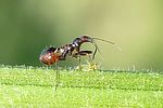 nabidae-himacerus-mirmicoides-juv-foto-devillers