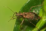 nabidae-himacerus-mirmicoides3-foto-koehler