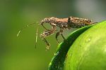 nabidae-himacerus-mirmicoides4-foto-koehler