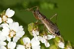nabidae-nabis-brevis-foto-megroz