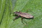 nabidae-nabis-brevis-foto-rindlisbacher