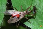 nabidae-nabis-ferus-cf-milbenbefall-foto-hamers