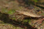 nabidae-nabis-ferus-male-foto-faasen