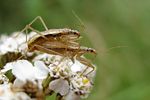 nabidae-nabis-limbatus-couple-foto-lehkola