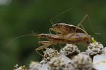 nabidae-nabis-limbatus-couple2-foto-lehkola