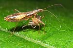 nabidae-nabis-limbatus-foto-koehler