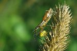 nabidae-nabis-limbatus-foto-lehkola