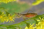 nabidae-nabis-limbatus-foto-tanner