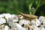 nabidae-nabis-limbatus2-foto-lehkola