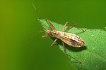 nabidae-nabis-limbatus3-foto-koehler