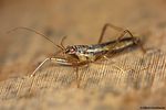 nabidae-nabis-lineatus-foto-haraldseide