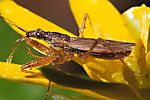 nabidae-nabis-pseudoferus-cf-foto-hamers