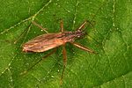 nabidae-nabis-rugosus-foto-diersche
