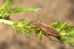 nabidae-nabis-rugosus-foto-koehler