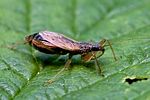 nabidae-nabis-rugosus-foto-vanderkrieken