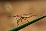 nabidae-nabis-rugosus-foto-weisenboehler